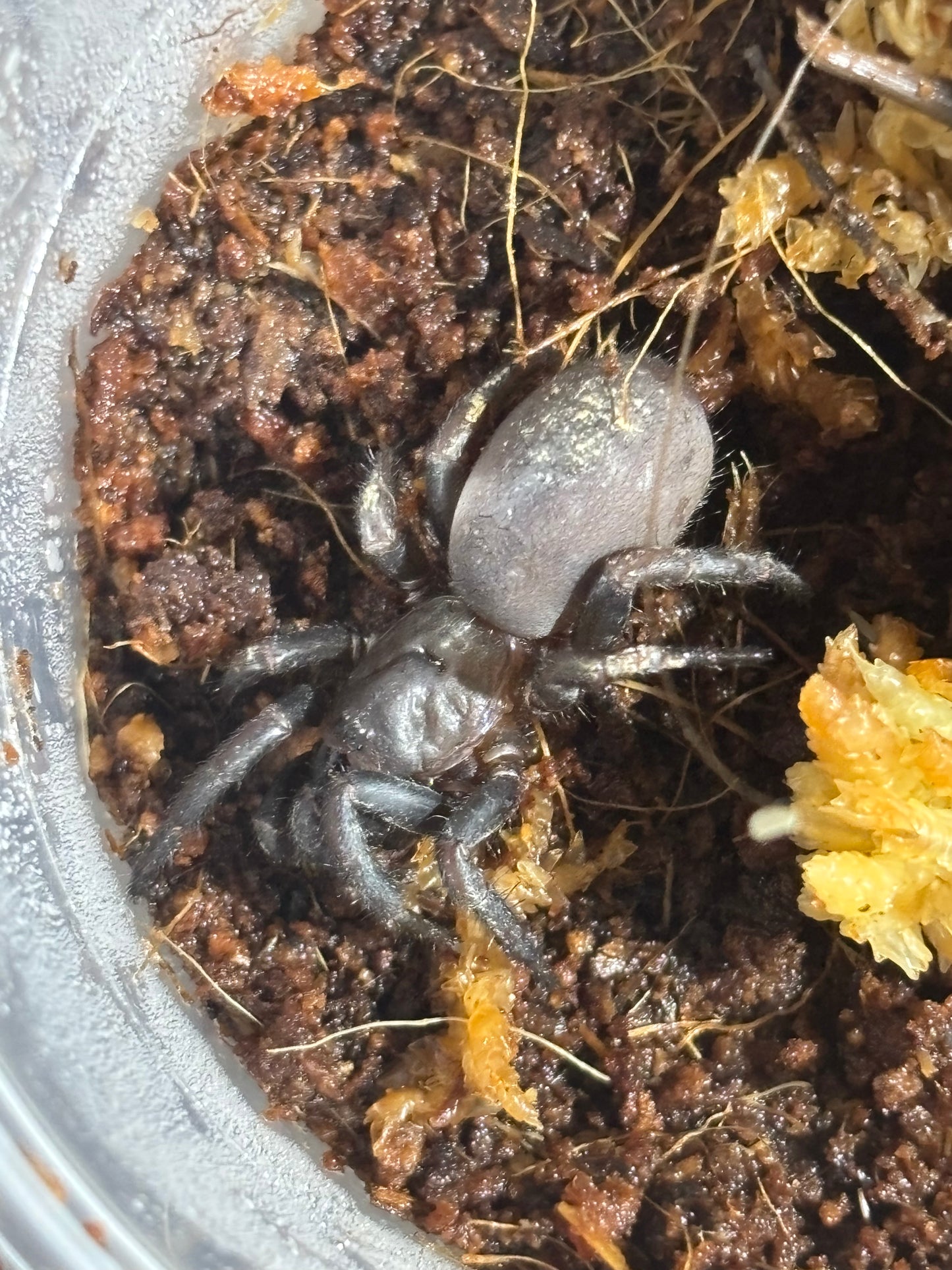 Cataxia pulleinei juvenile.