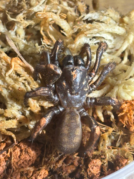 Cataxia sp2 proserpine.