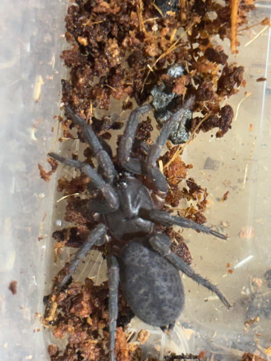 Ixamatus sp middle brother.
