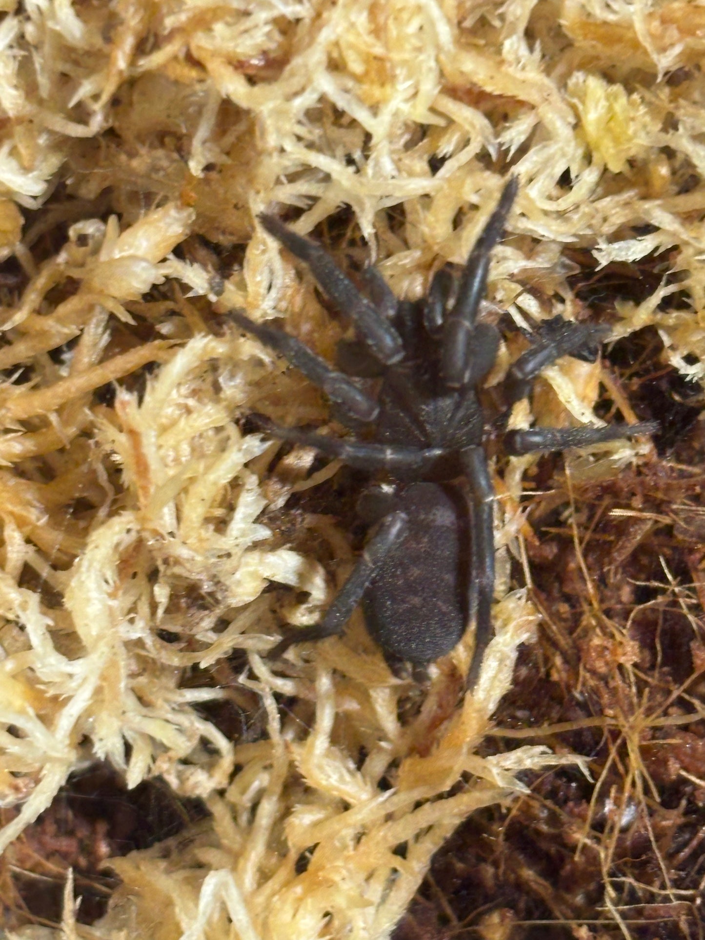 Ixamatus barina.