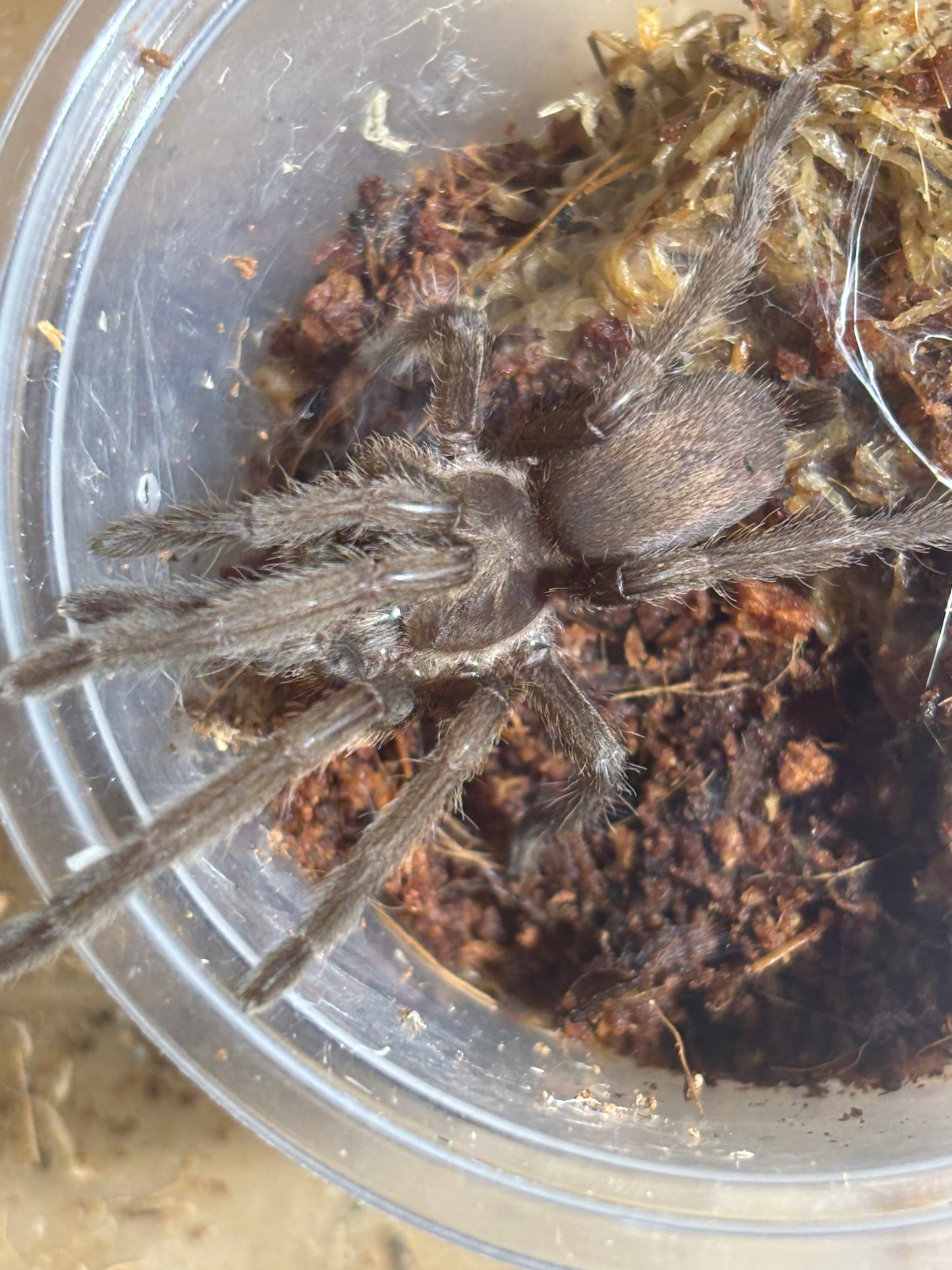 Phlogius pq Kuranda 70mm leg span female.