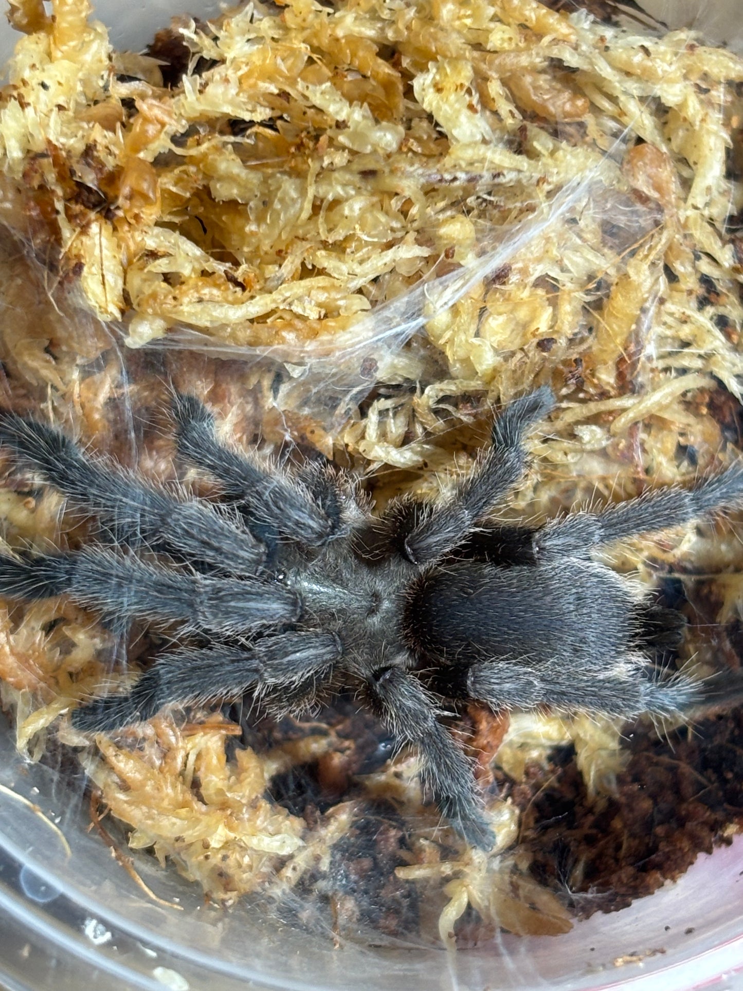 Phlogius Cooktown Goliath 60mm leg span.