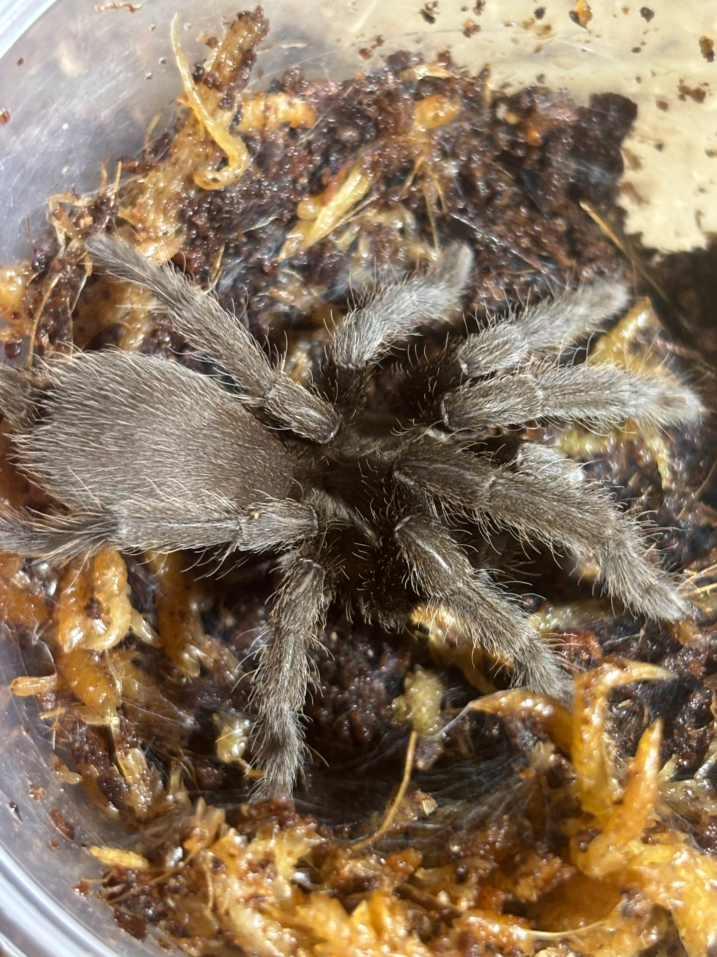 Phlogius Proserpine 70mm leg span.