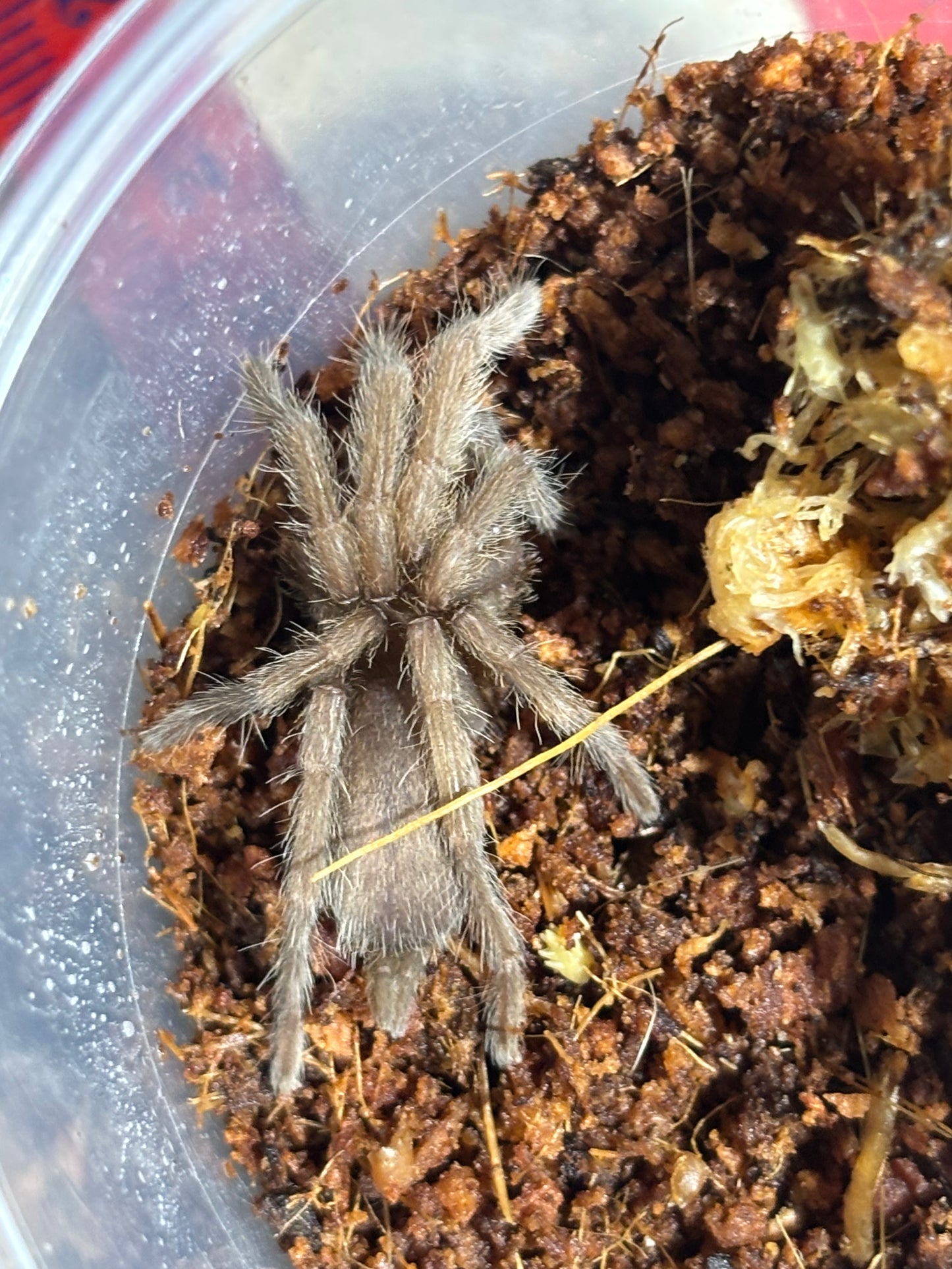 Phlogius sp black 40mm leg span.