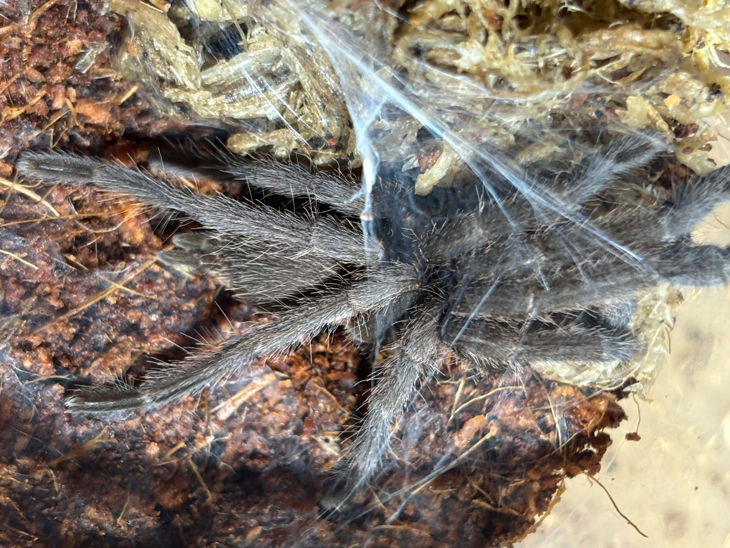 Phlogius sp black 60mm leg span.