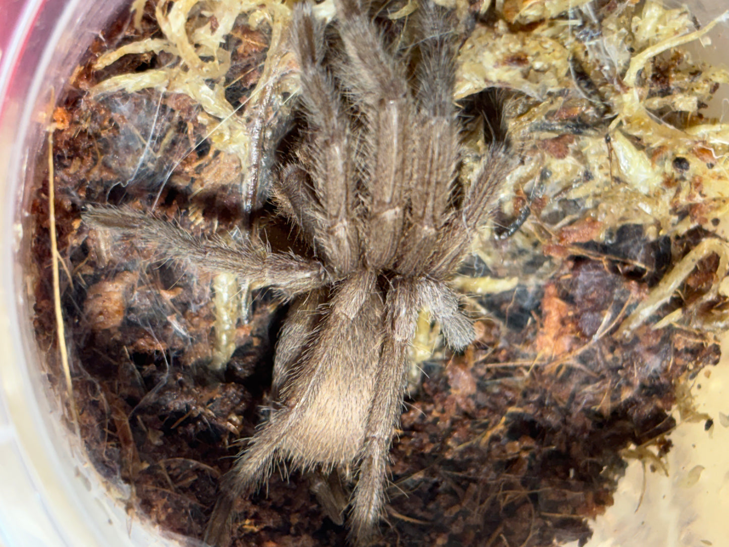 Phlogius sp black 70mm leg span.