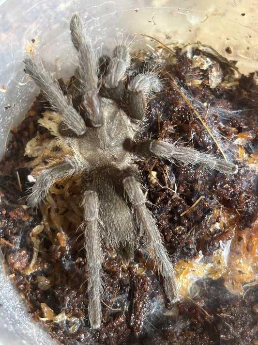 Phlogius stents 60mm leg span.