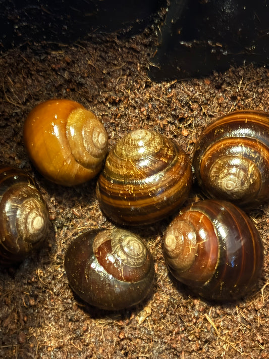Giant Mid- Eastern snail ( Sphaerospira sp ) medium.
