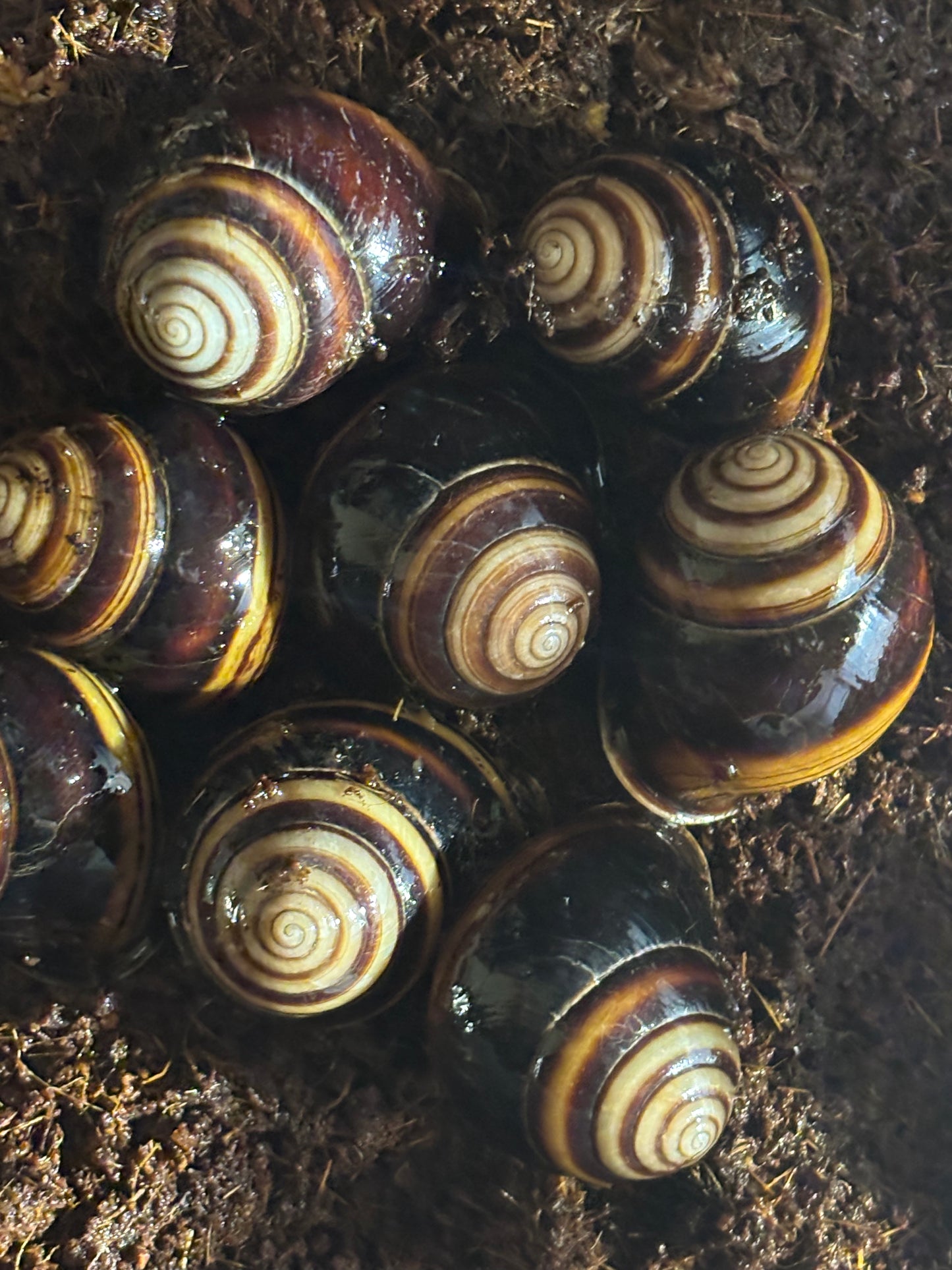 Banded snail Proserpine large.