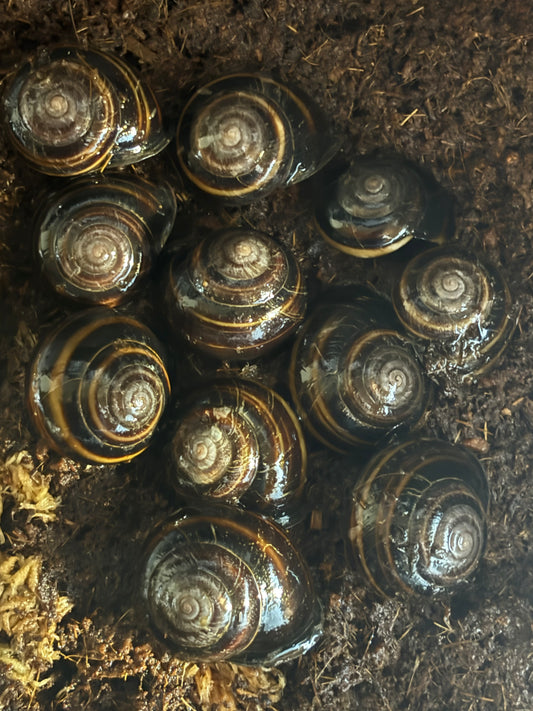 Banded snail Proserpine juvenile.