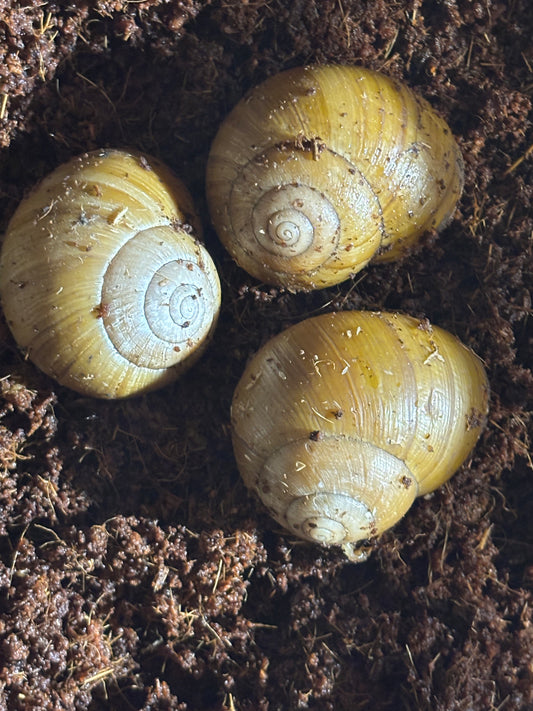 Big Mellon snail Proserpine.
