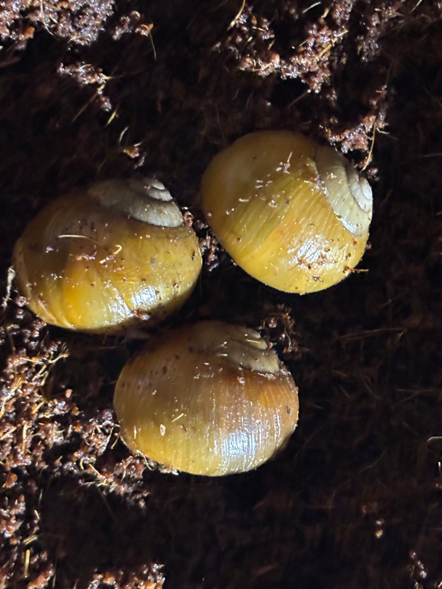 Mellon snail Watsonville juvenile.