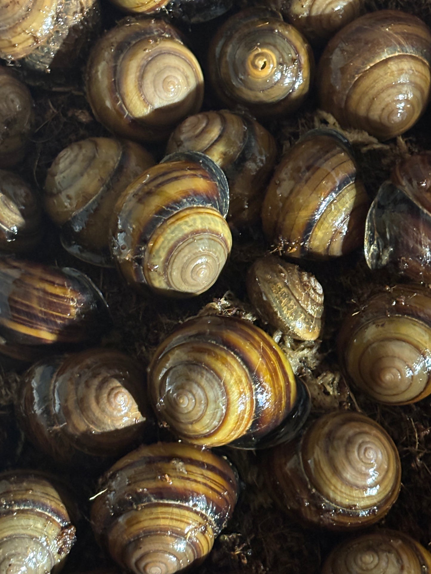 Banded snail Benarkin.