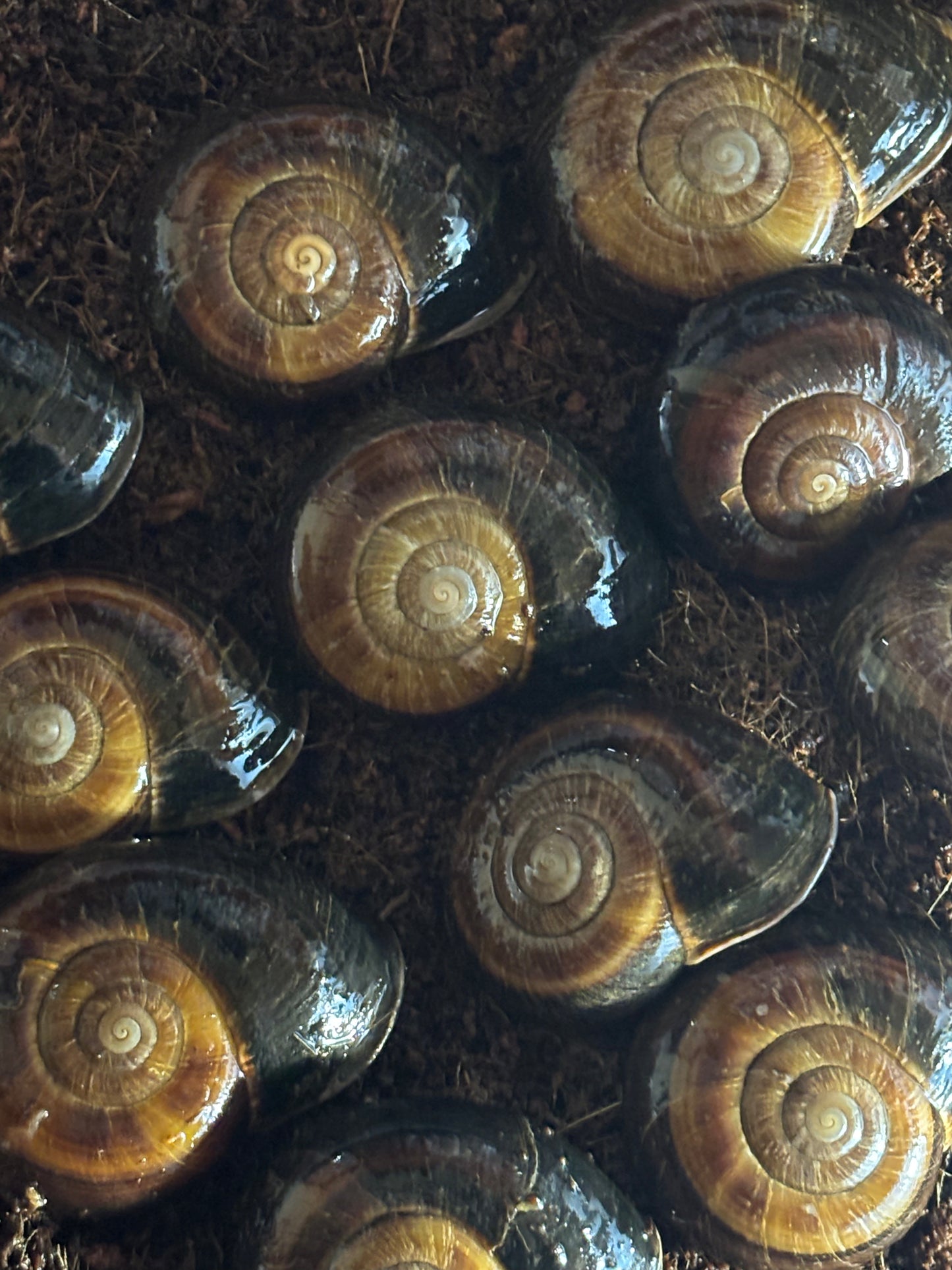 Hay’s flat coil snail.
