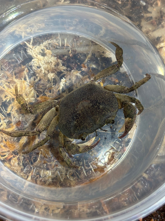Fresh water crab small MT carbide area.