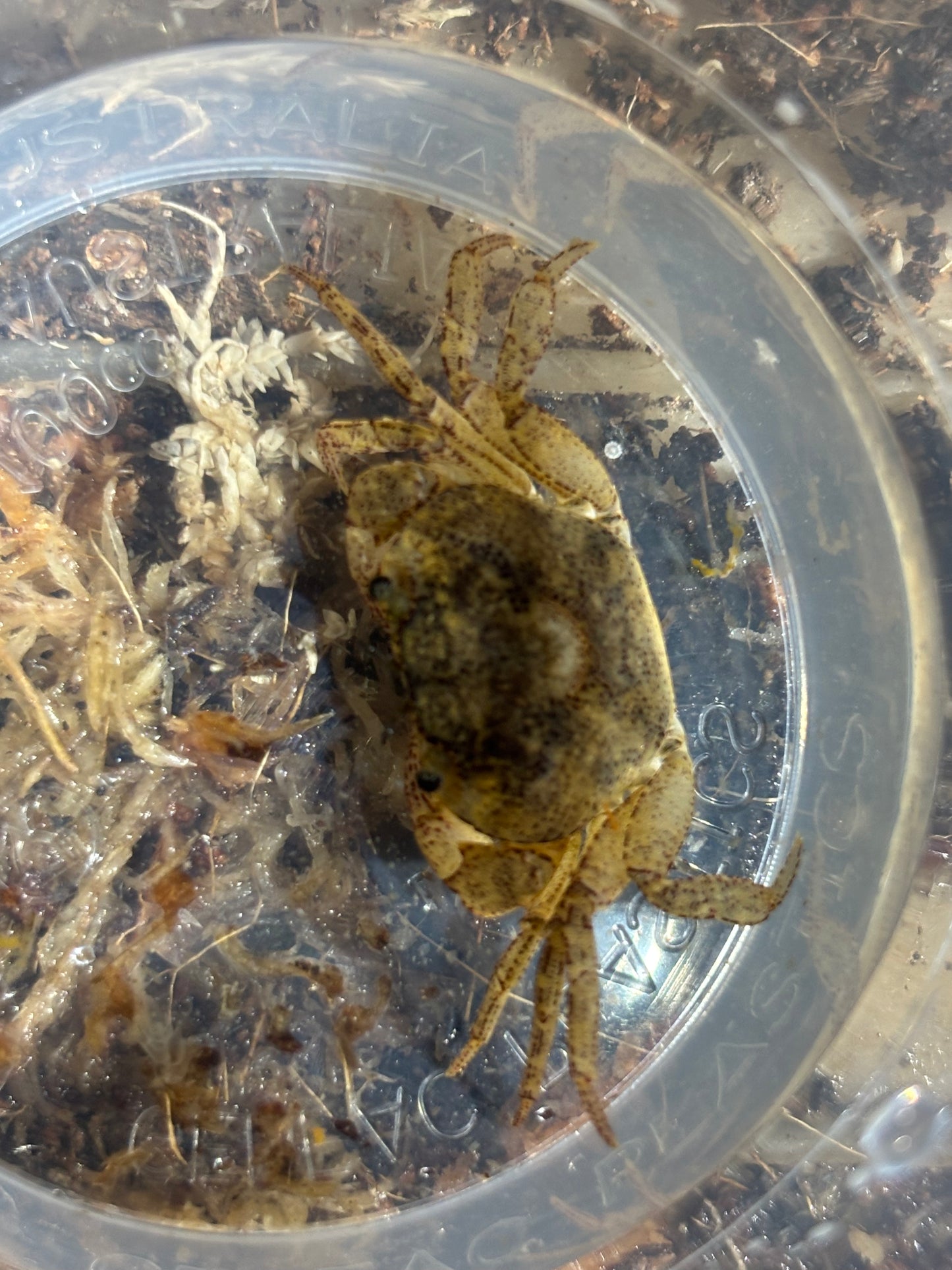 Fresh water crab small MT carbide area.