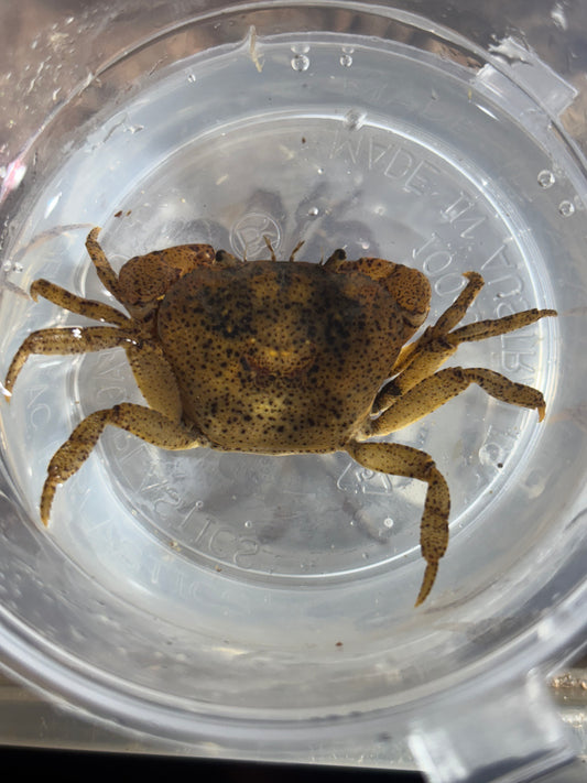 Fresh water crab female Cooktown.