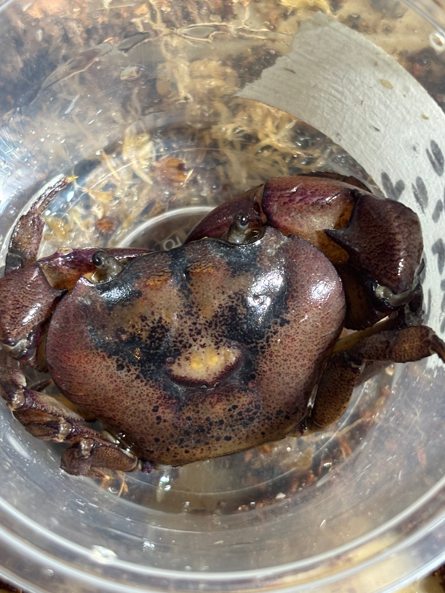 Fresh water crab large male.