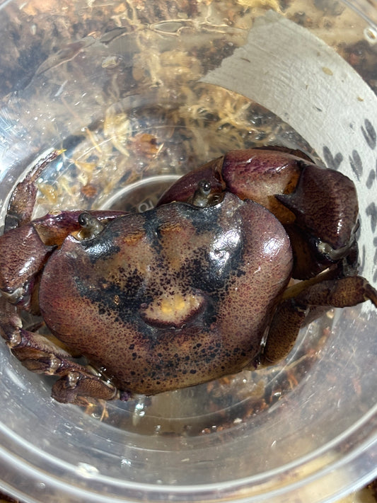Fresh water crab large male.