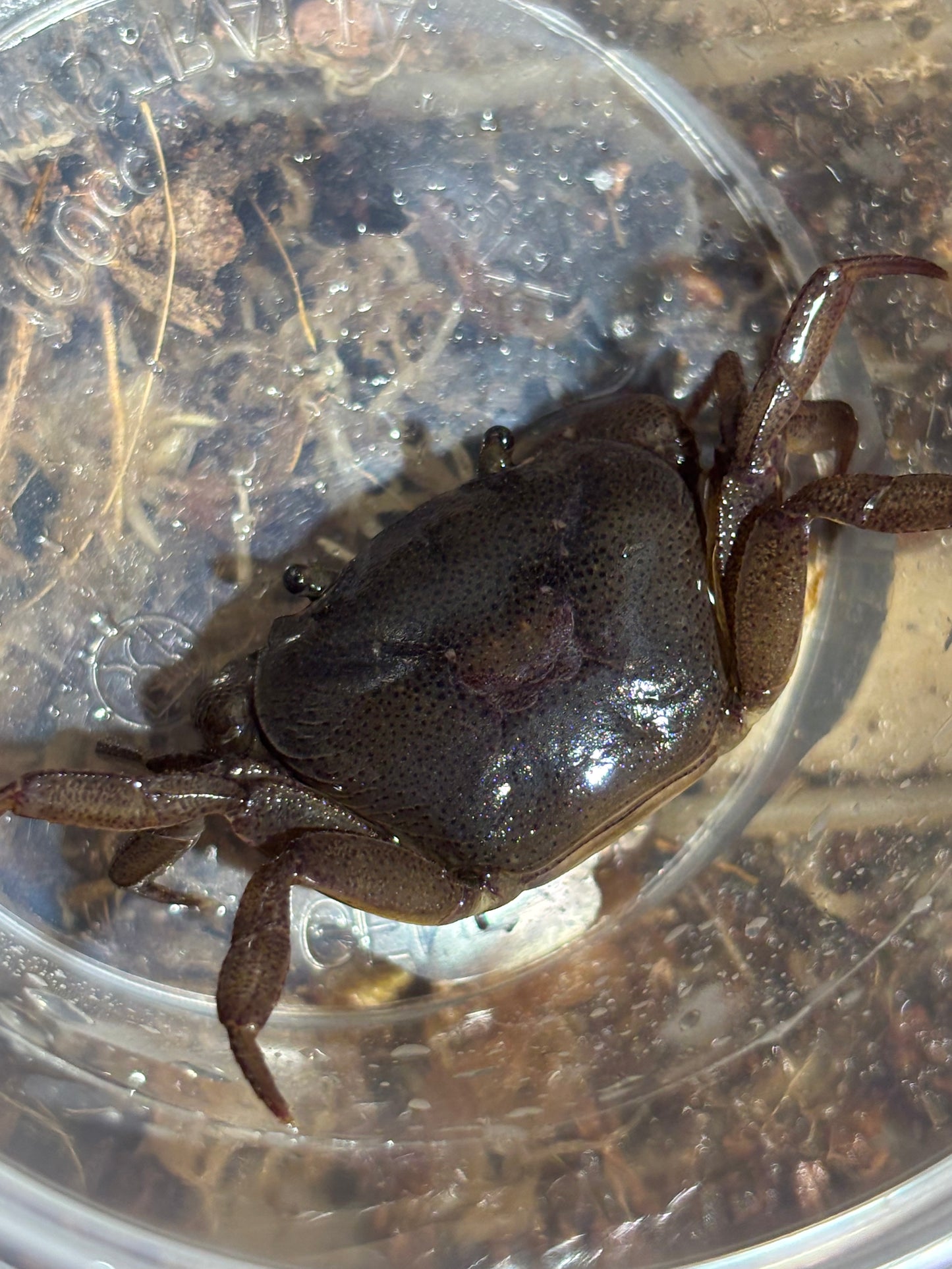 Fresh water crab Mareeba female.
