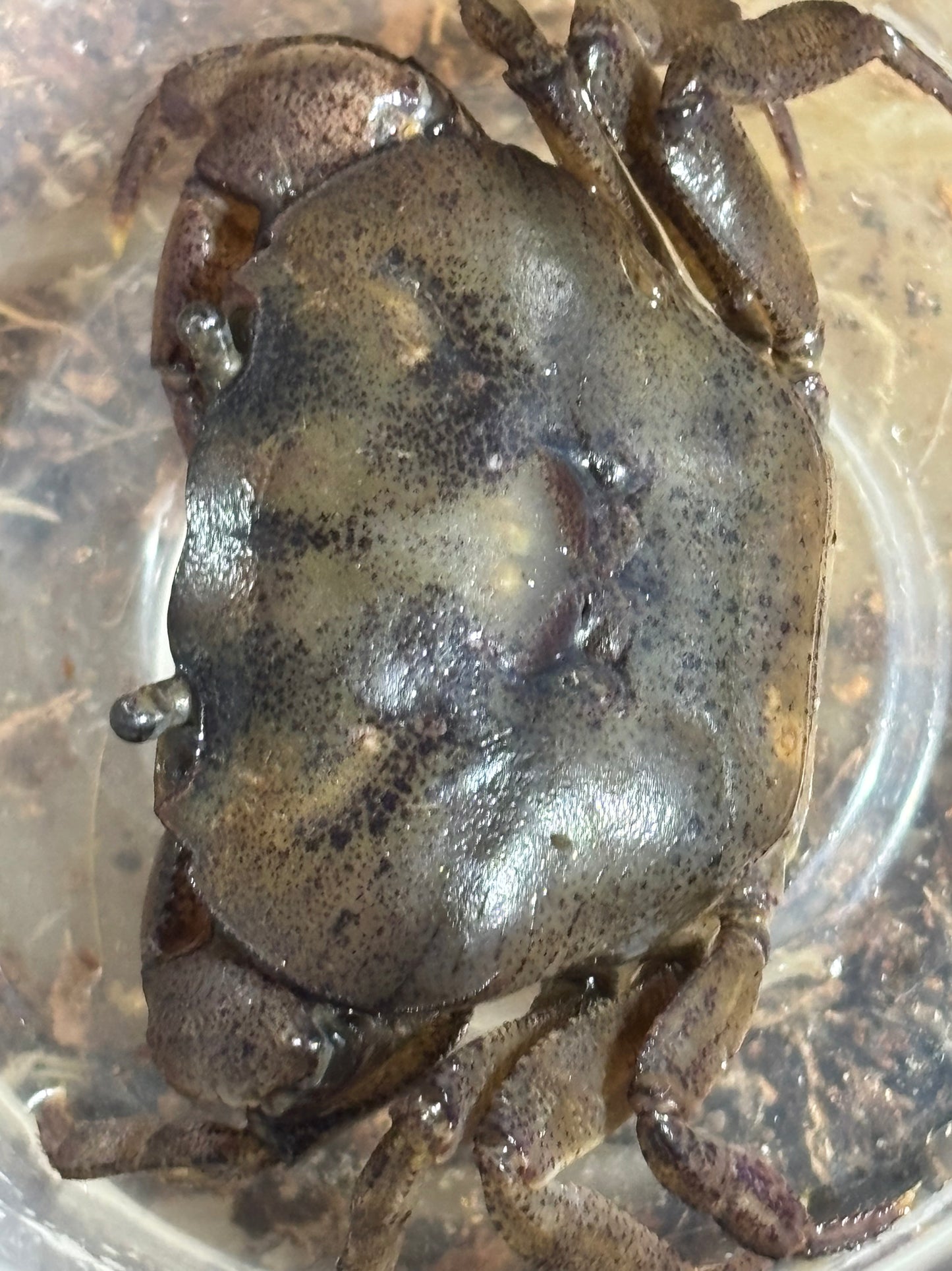 Fresh water crab Mareeba female.