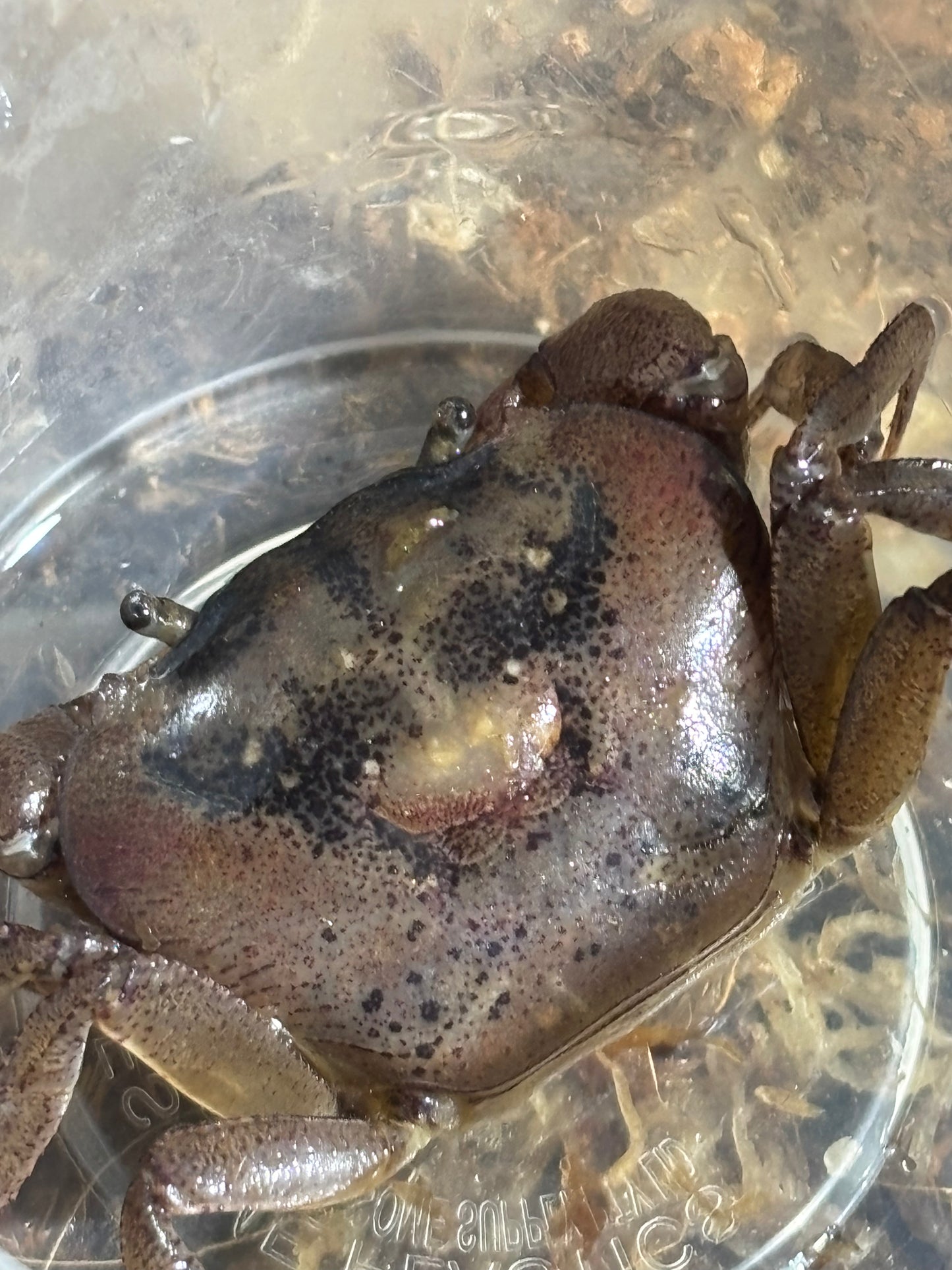 Fresh water crab Mareeba female.