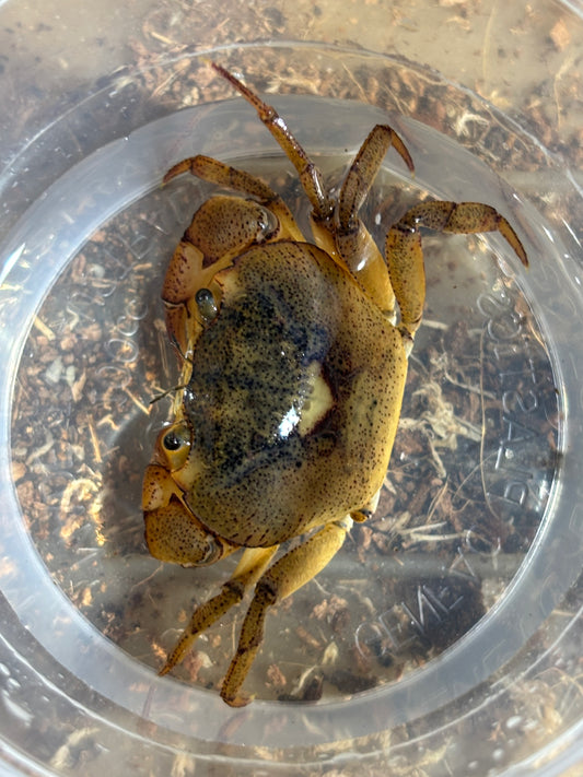 Fresh water crab Mareeba male.