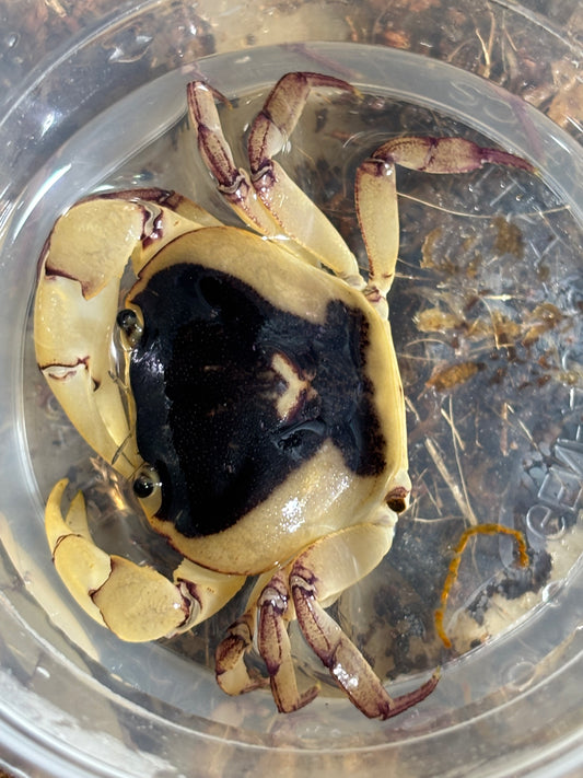 Fresh water crab Lakelands male.