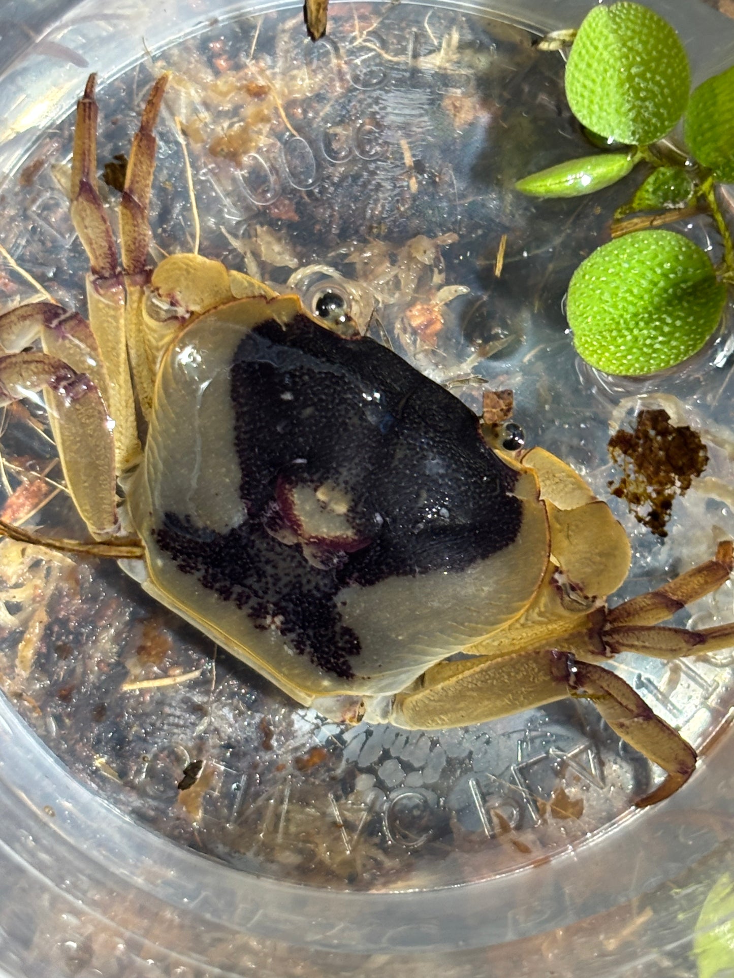 Fresh water crab Lakelands female.