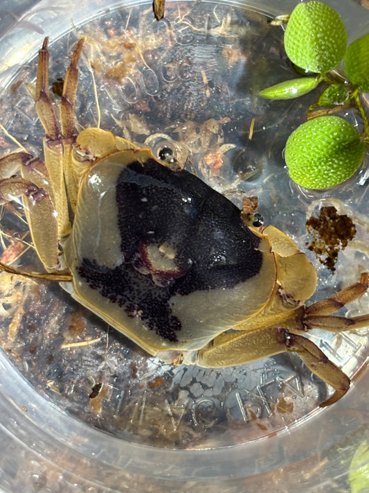 Fresh water crab Lakelands female.