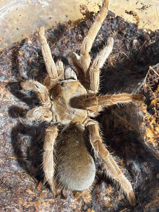 Selenotypus nebo female.