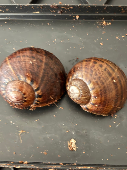 Panda snail juvenile.
