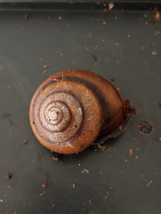 Fraser’s banded snail