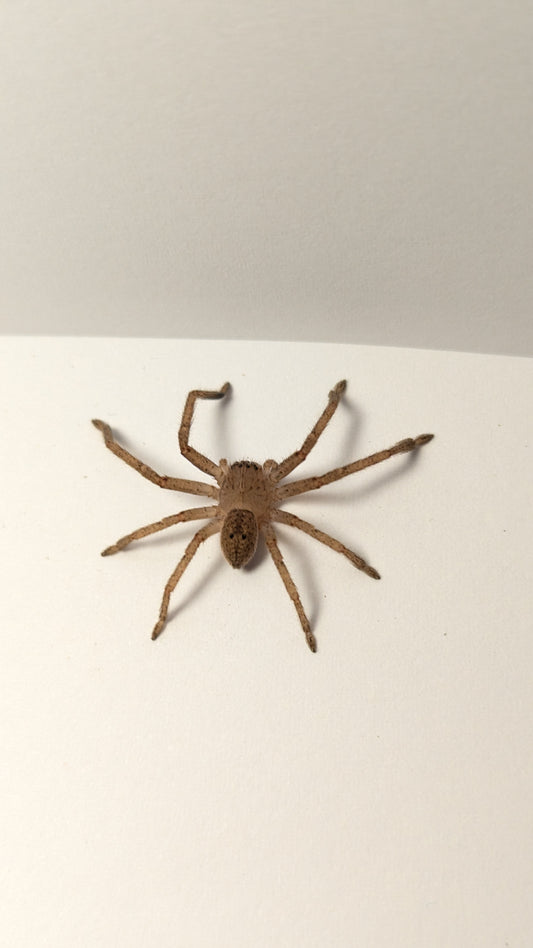 Badge Huntsman (Neosparassus) - Small Juvenile - North Coast