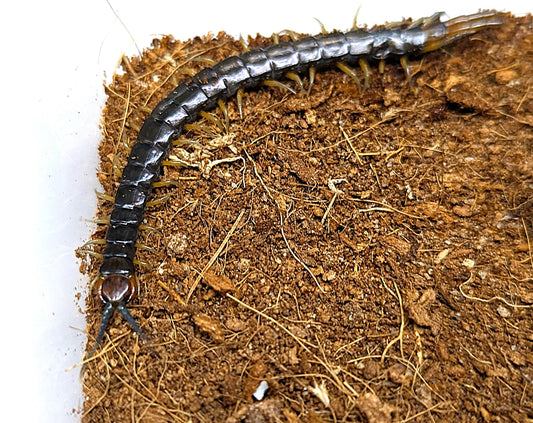 Cormocephalus westwoodi - Galston Locale