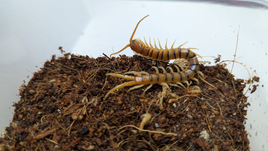 Ethmostigmus rubripes 80mm - Cairns Tiger Form