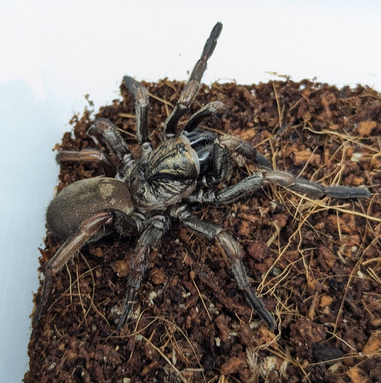 Arbanitis sp. Newcastle Locale