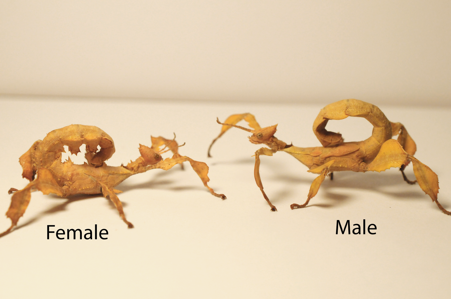 Spiny Leaf Insect - Extatosoma tiaratum