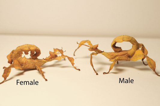 Spiny Leaf Insect - Extatosoma tiaratum