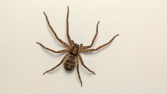 Jungle Huntsman (Heteropoda jugulans) - Medium Juvenile - Cairns