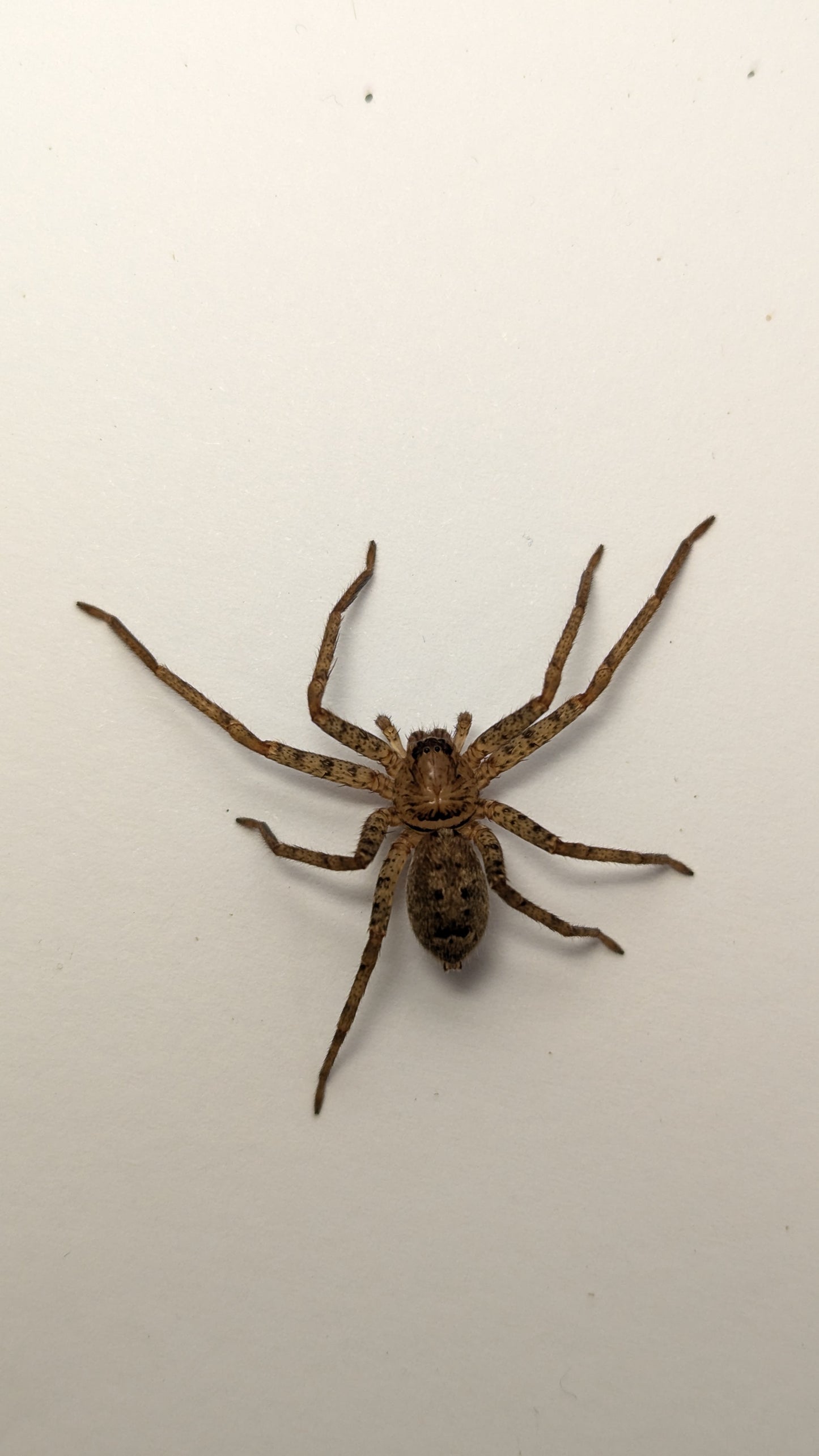 Jungle Huntsman (Heteropoda jugulans) - Small Juvenile - Cairns