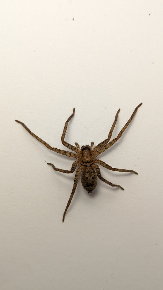 Jungle Huntsman (Heteropoda jugulans) - Small Juvenile - Cairns