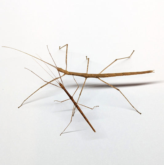 Cyclone Larry Stick Insect Juvenile - Sipyloidea larryi