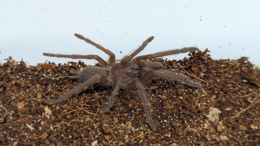 Phlogius max - ~40mm legspan Captive-bred