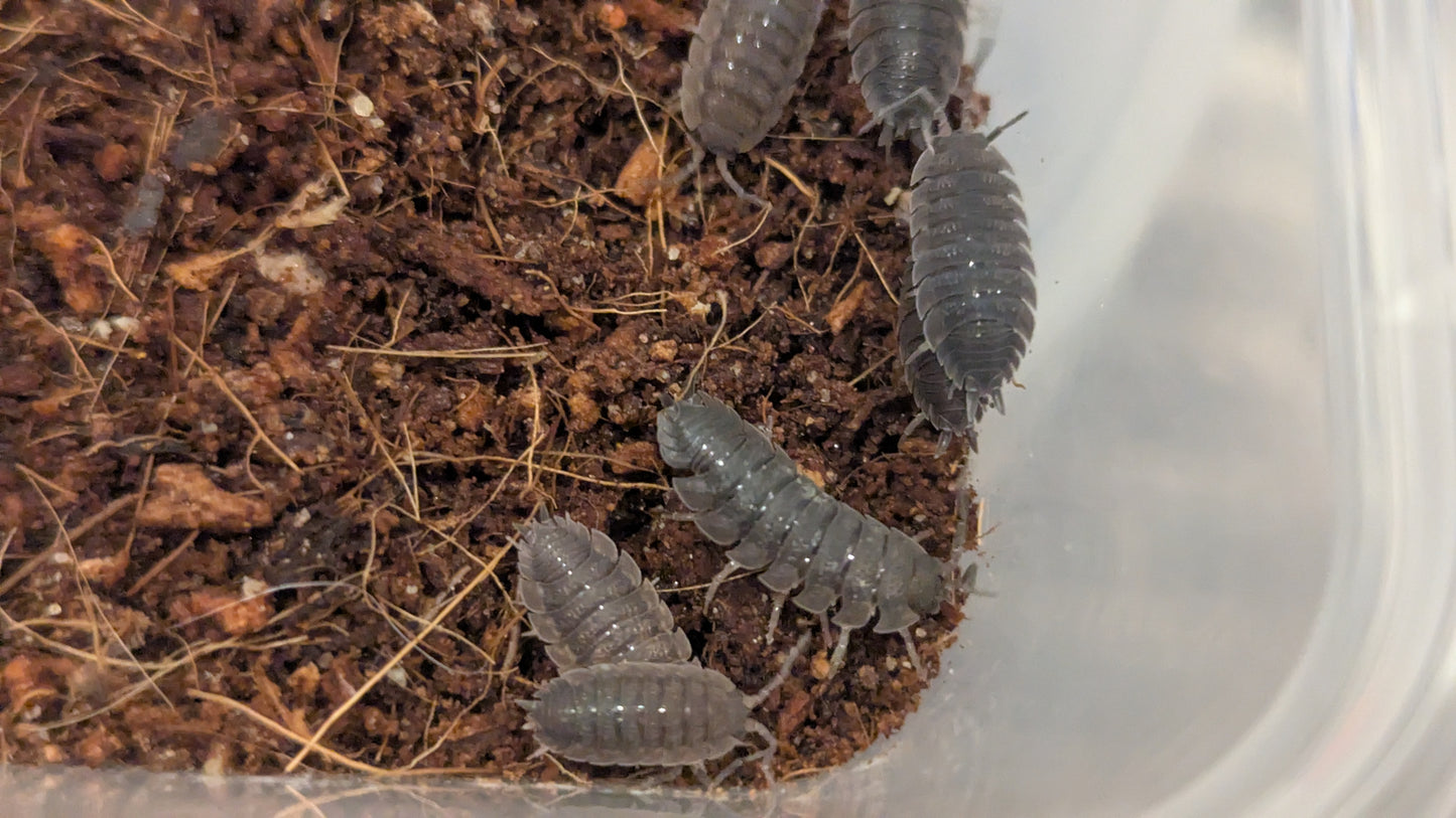 Porcellio scaber - set of 5