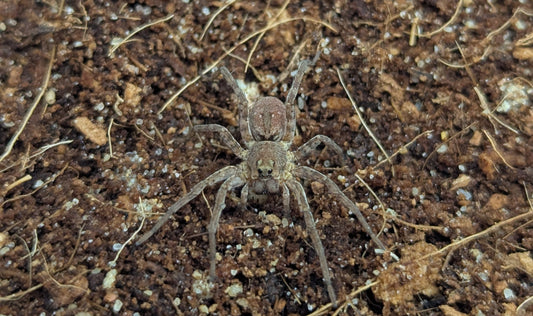 Lid Building Wolf Spider, Portacosa cinerea  - Large Sling - Benakin