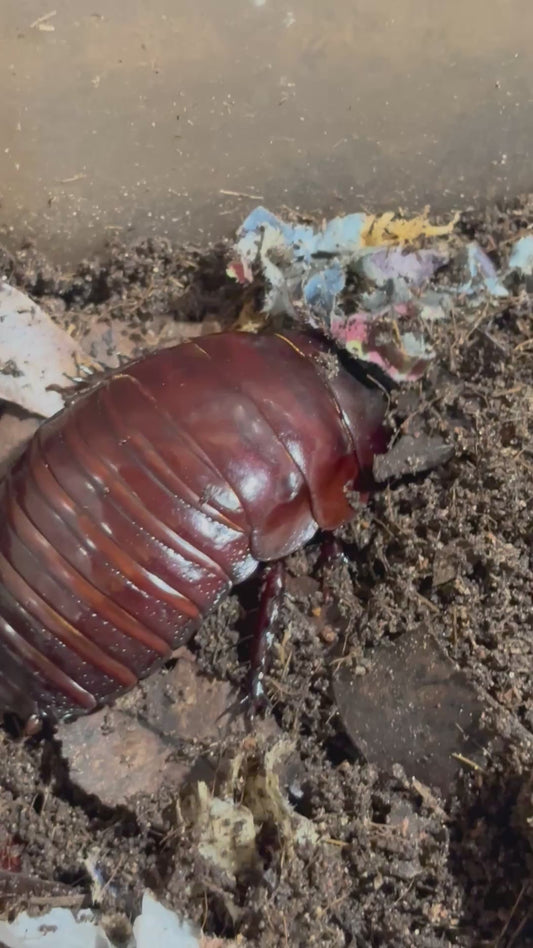 Giant burrowing roach male.