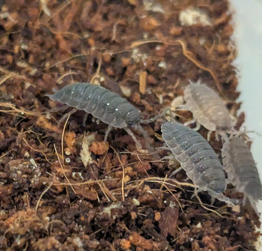 Porcellio scaber - set of 5