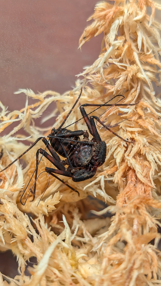 Tailless Whip Scorpion - Charinus pescotti