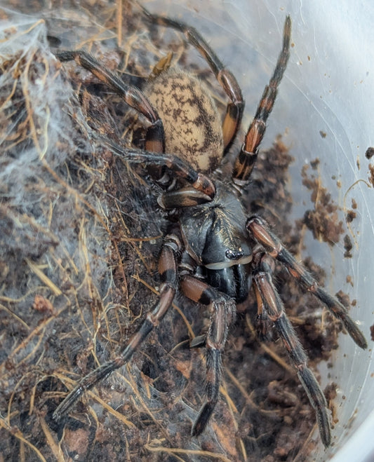 Stanwellia sp. Berowra Locale - Juvenile
